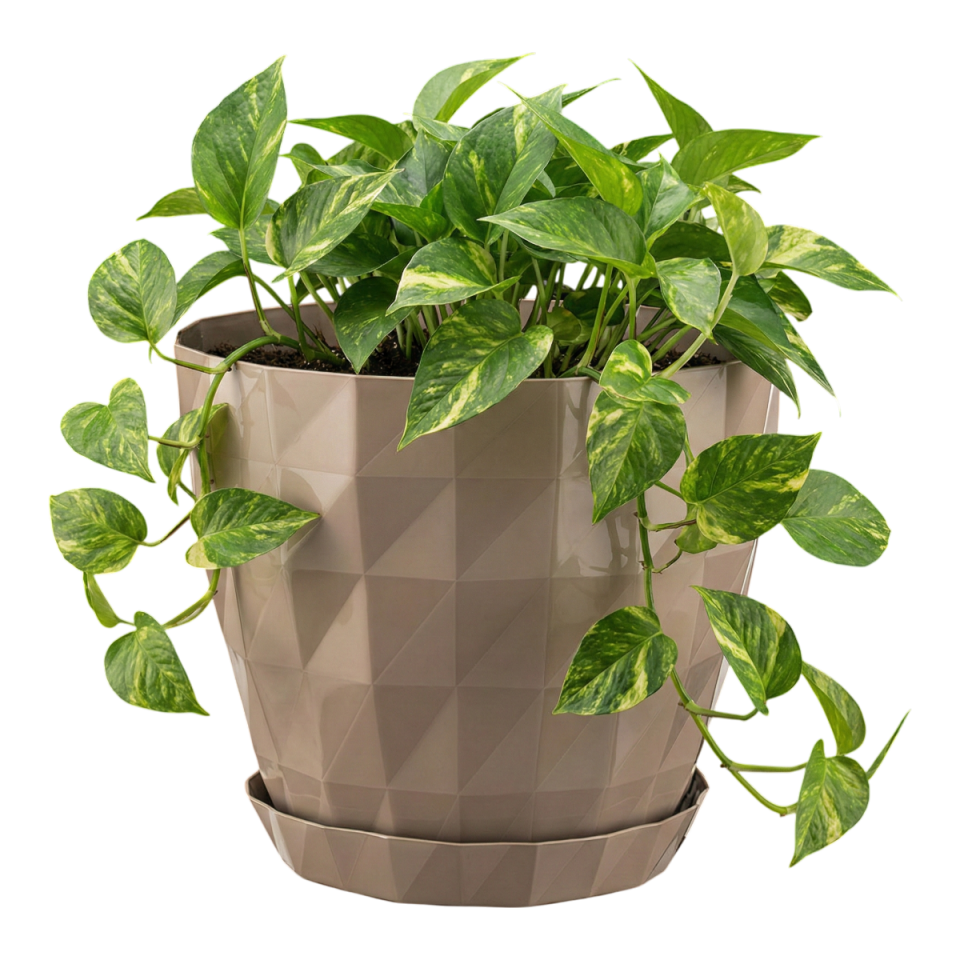 Kristal Saksı 1 NO - Mocha