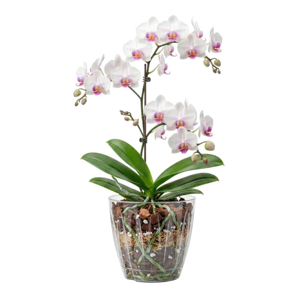 Orkide Saksı 2 NO - Şeffaf