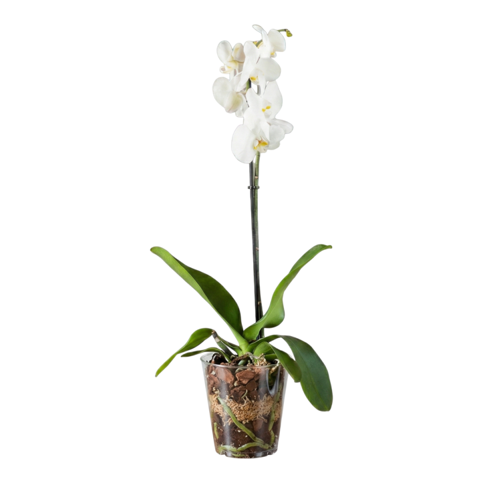 Orkide Kabı 0 NO - Şeffaf