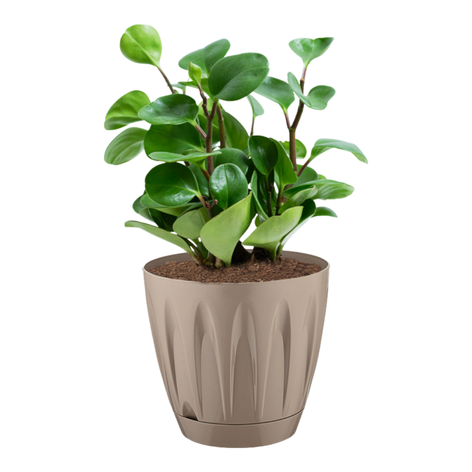 Papatya Saksı 5 NO - Mocha