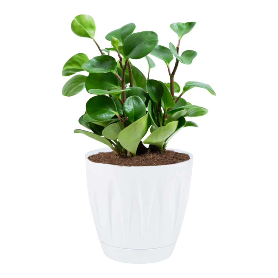 Papatya Saksı 7 NO - Beyaz