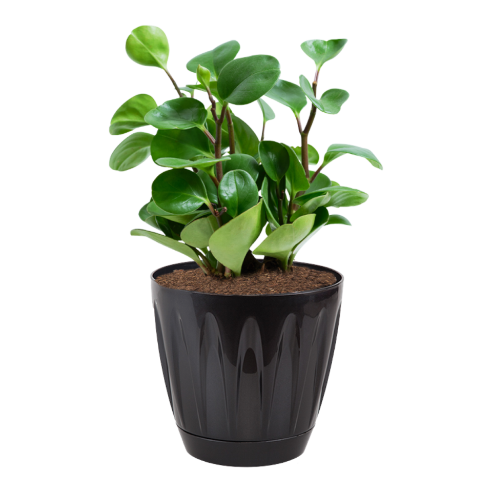 Papatya Saksı 7 NO - siyah