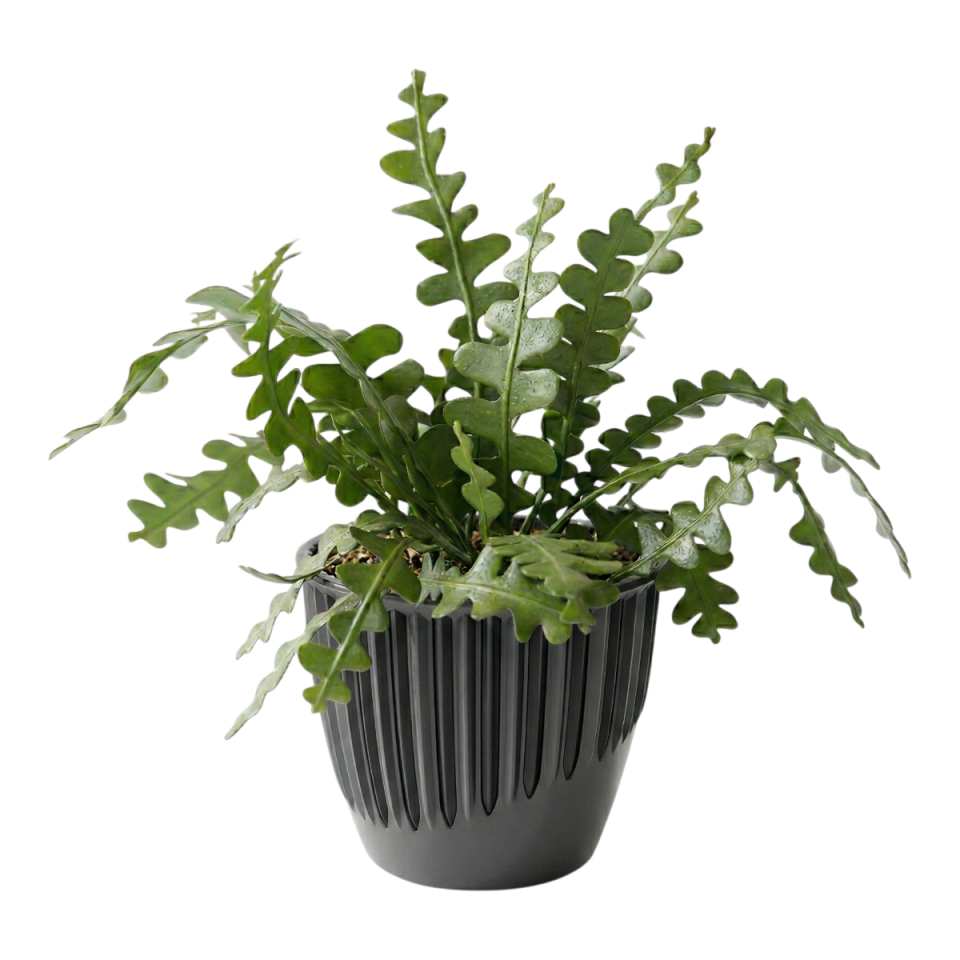 Piyano Saksı 5 NO - Antrasit