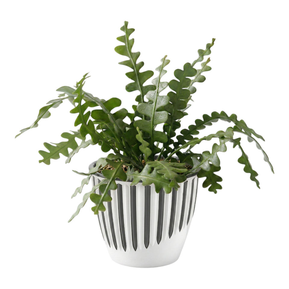 Piyano Saksı 5 NO - Kirli Beyaz