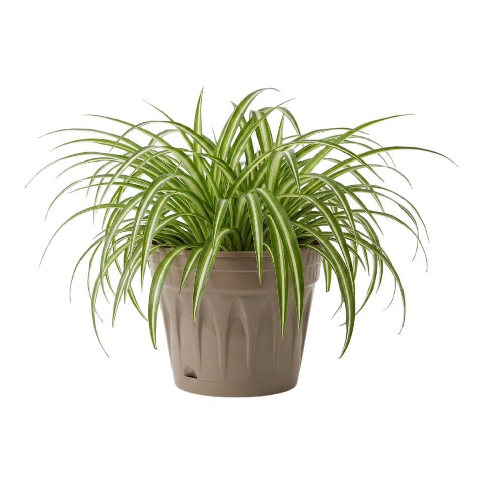 Revak Saksı 2 NO - Mocha