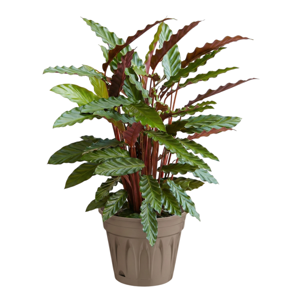 Revak Saksı 7 NO - Mocha