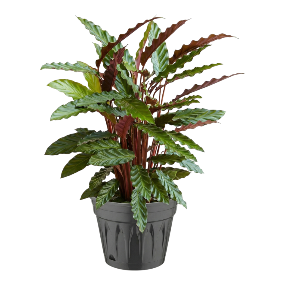 Revak Saksı 8 NO - Antrasit