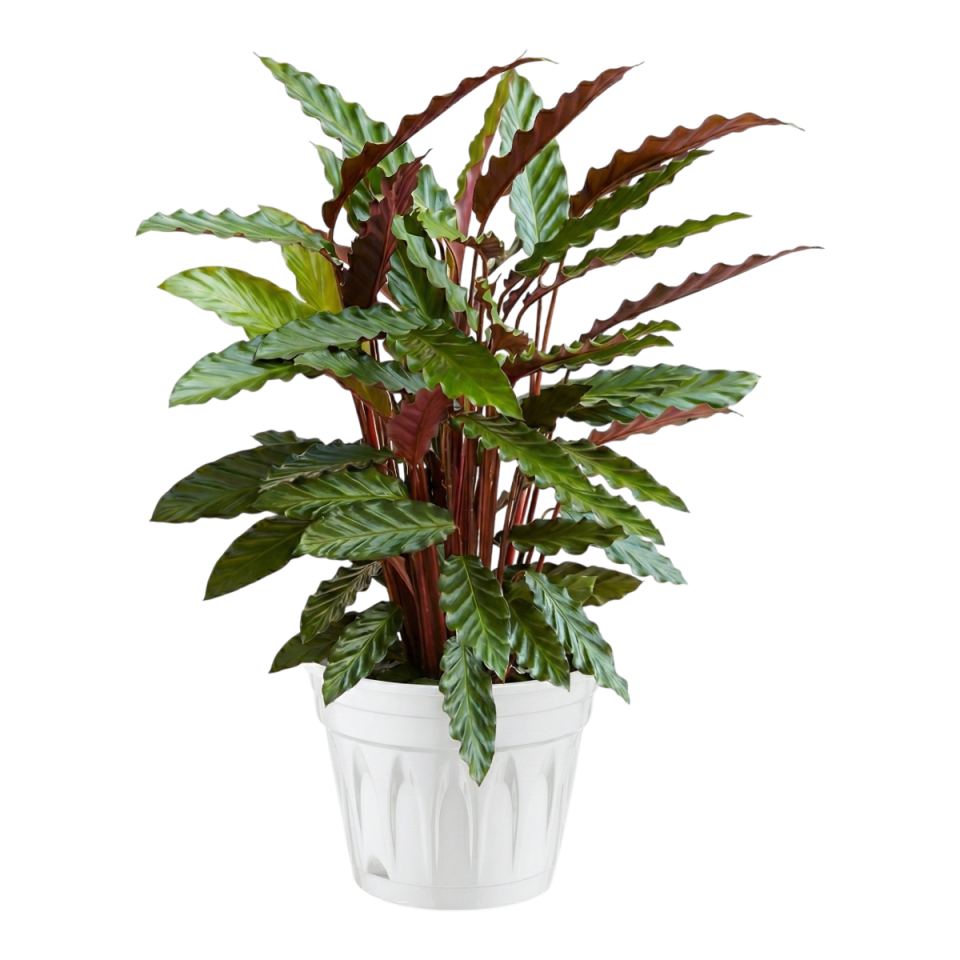 Revak Saksı 8 NO - Beyaz