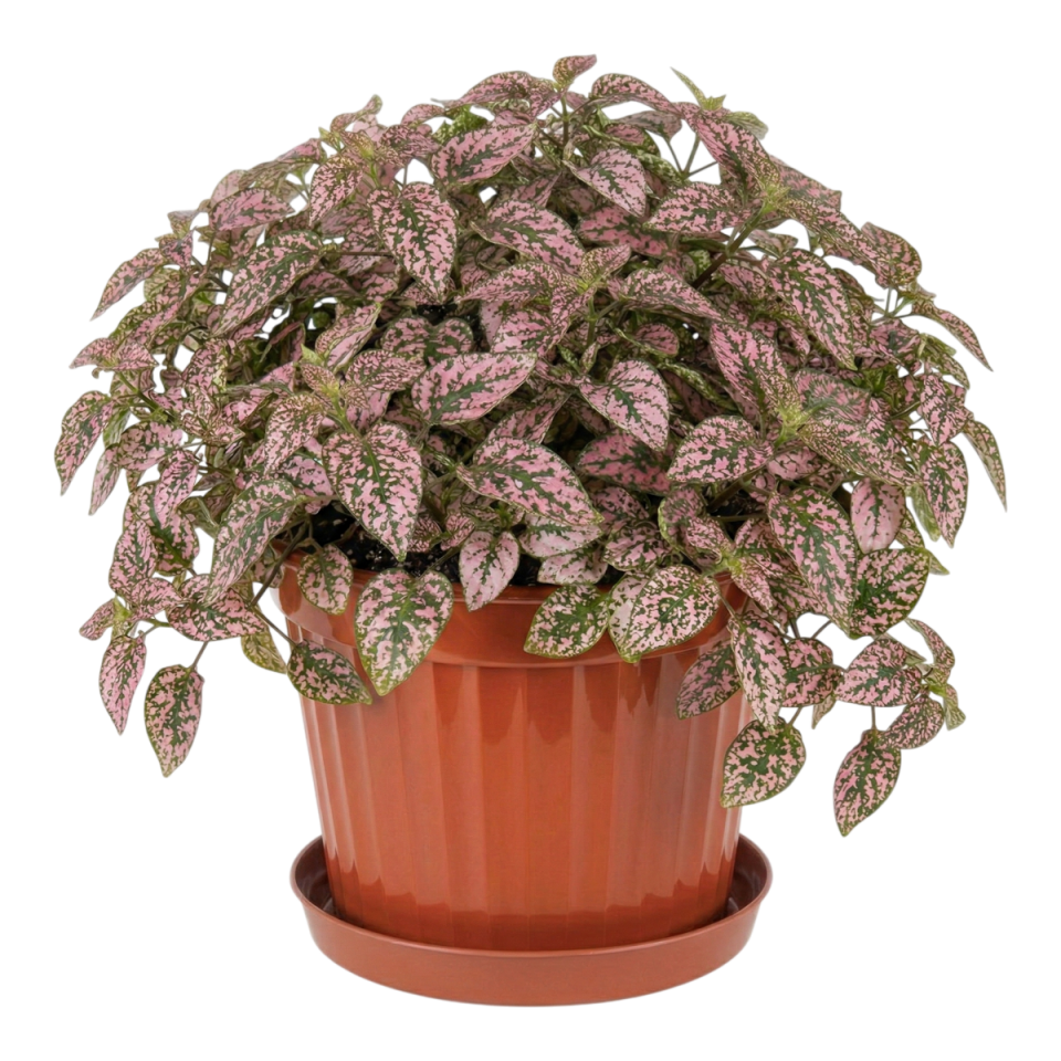 Klasik Saksı 3 NO - Mocha