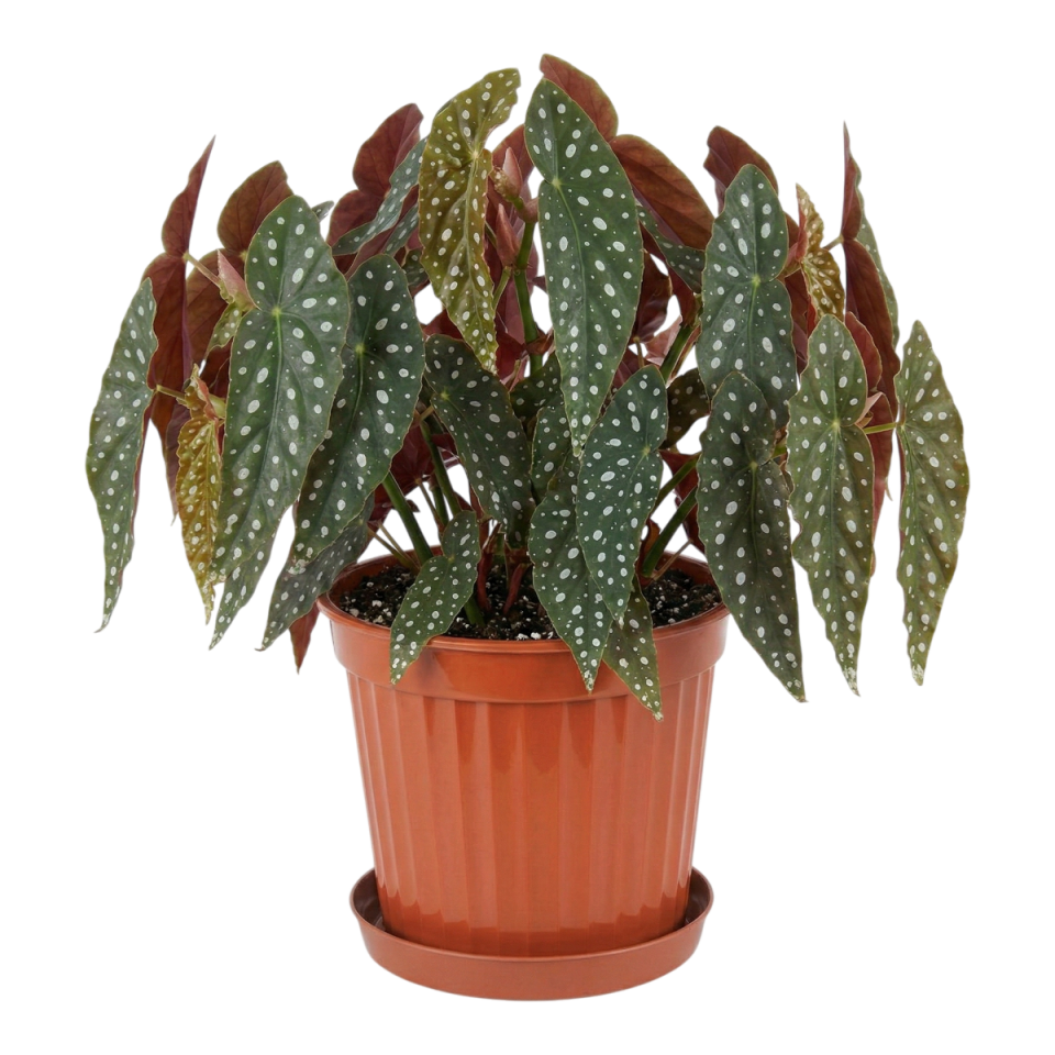 Klasik Saksı 6 NO - Mocha