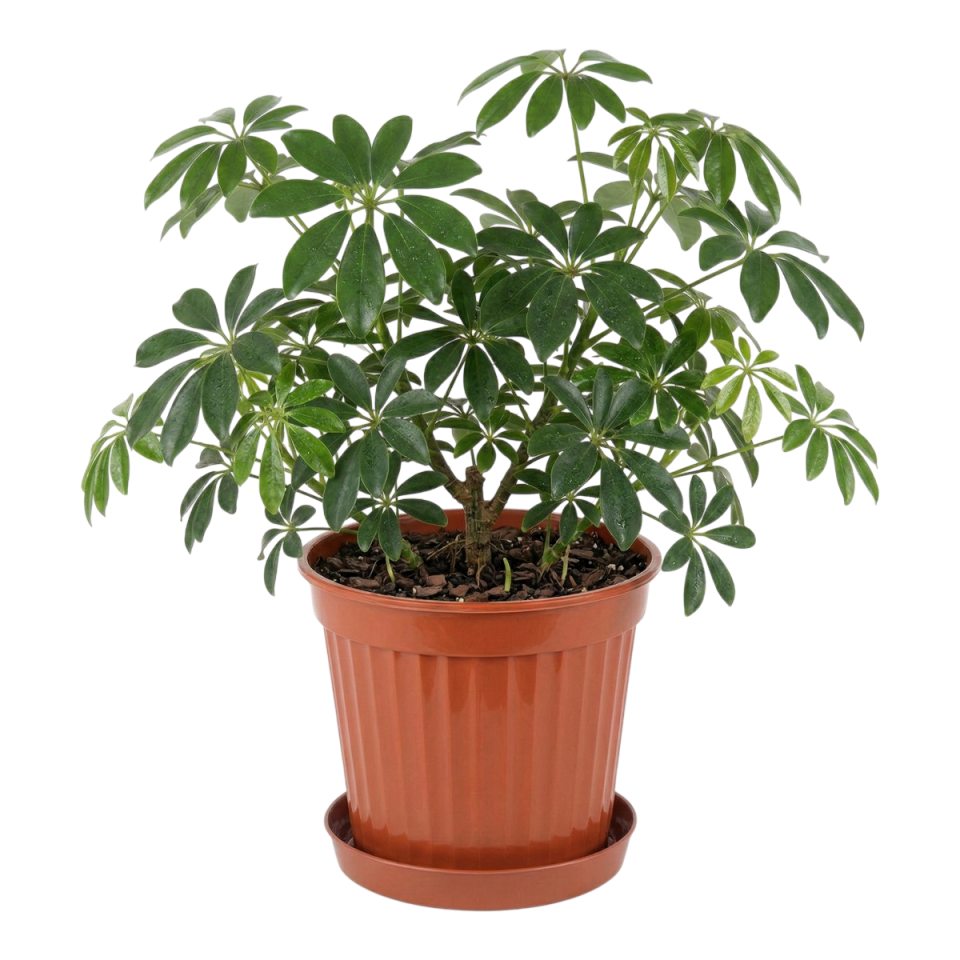 Serinova Klasik Saksı 8 No Mocha – Plastik Saksı