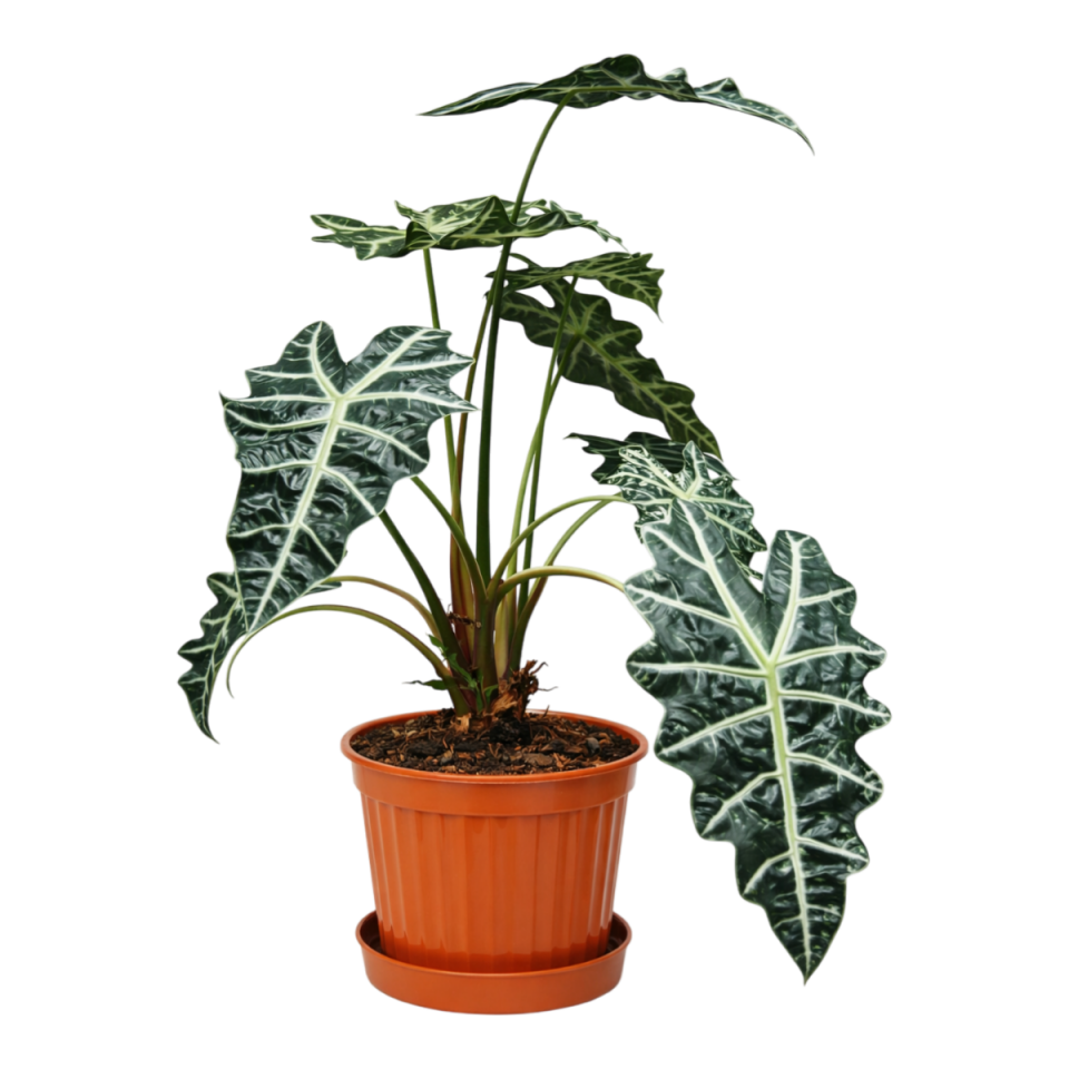 Klasik Saksı 10 NO - Mocha