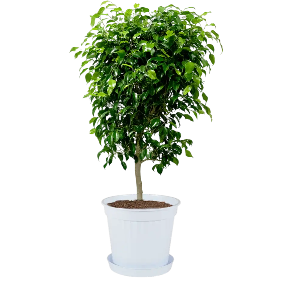 Klasik Saksı 11 NO - Kirli Beyaz