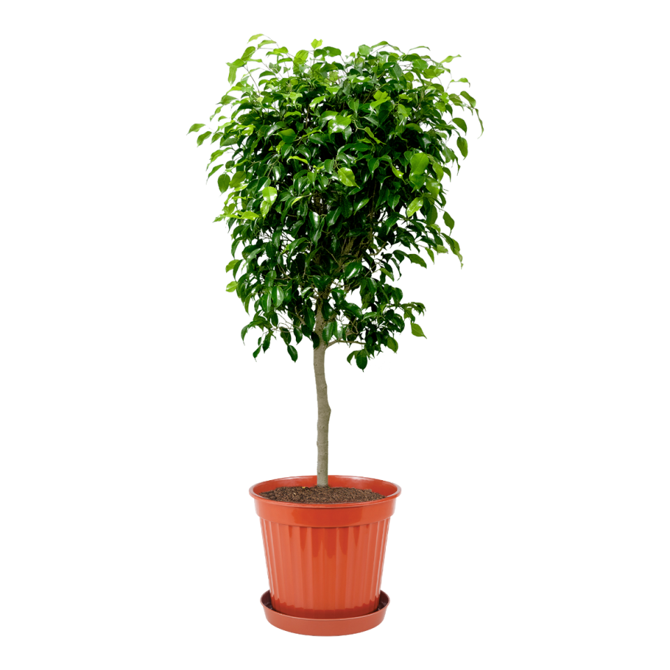 Klasik Saksı 11 NO - Mocha