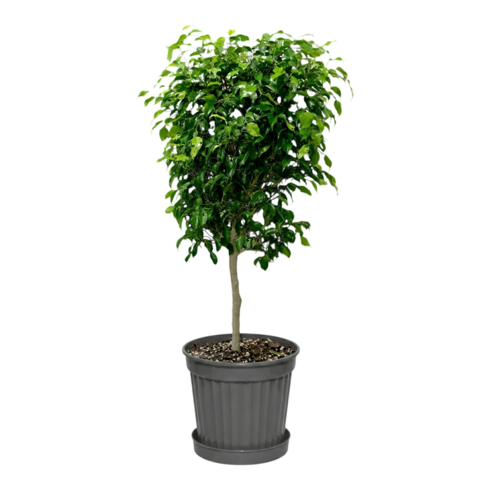 Klasik Saksı 12 NO - Antrasit