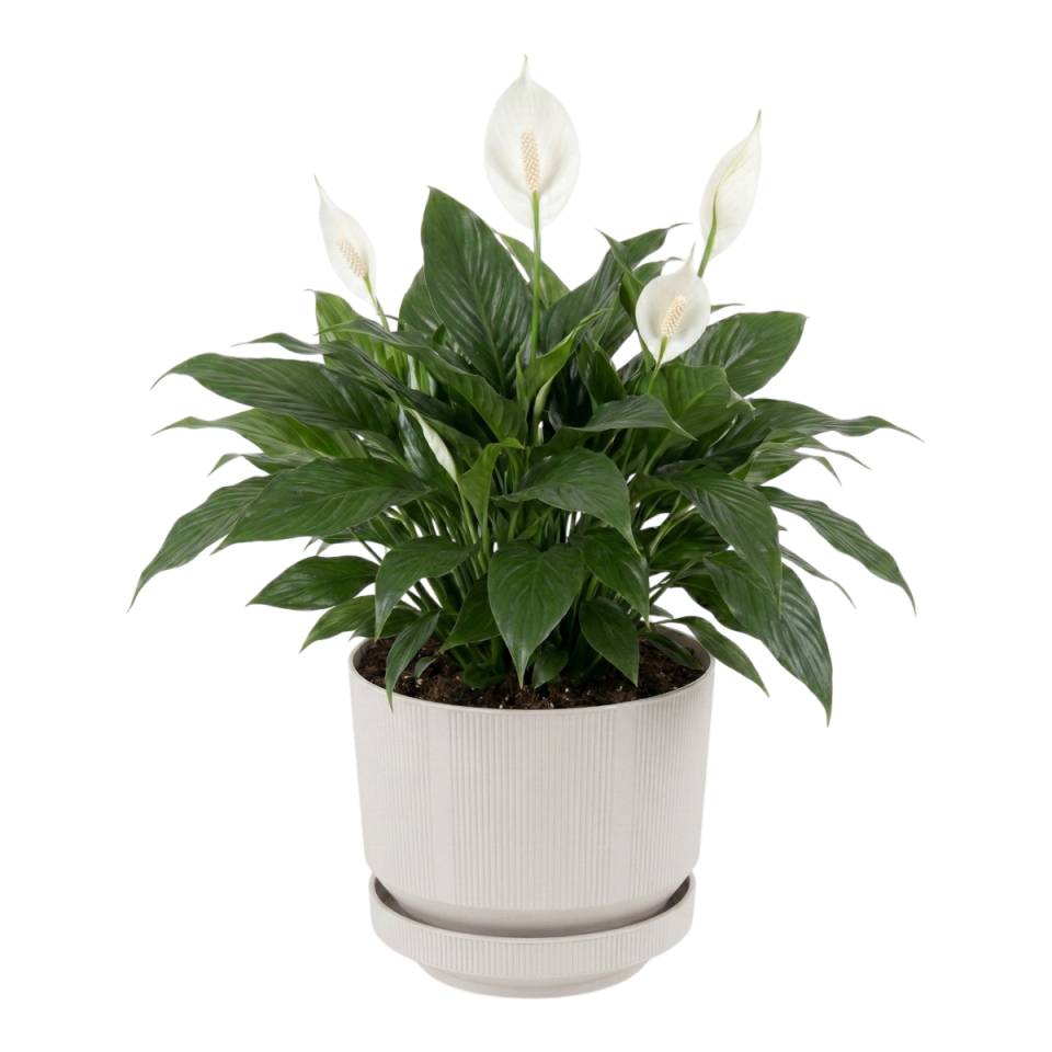 Lüks Saksı 1 NO - Taş Beyaz