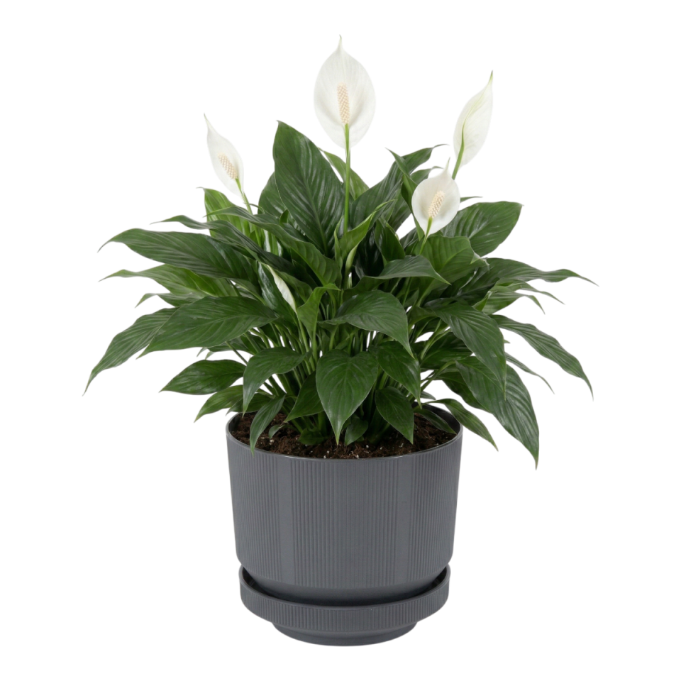 Lüks Saksı 4 NO - Antrasit