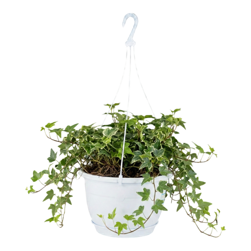 Safir Makrome Askılı Saksı 3 NO - Beyaz