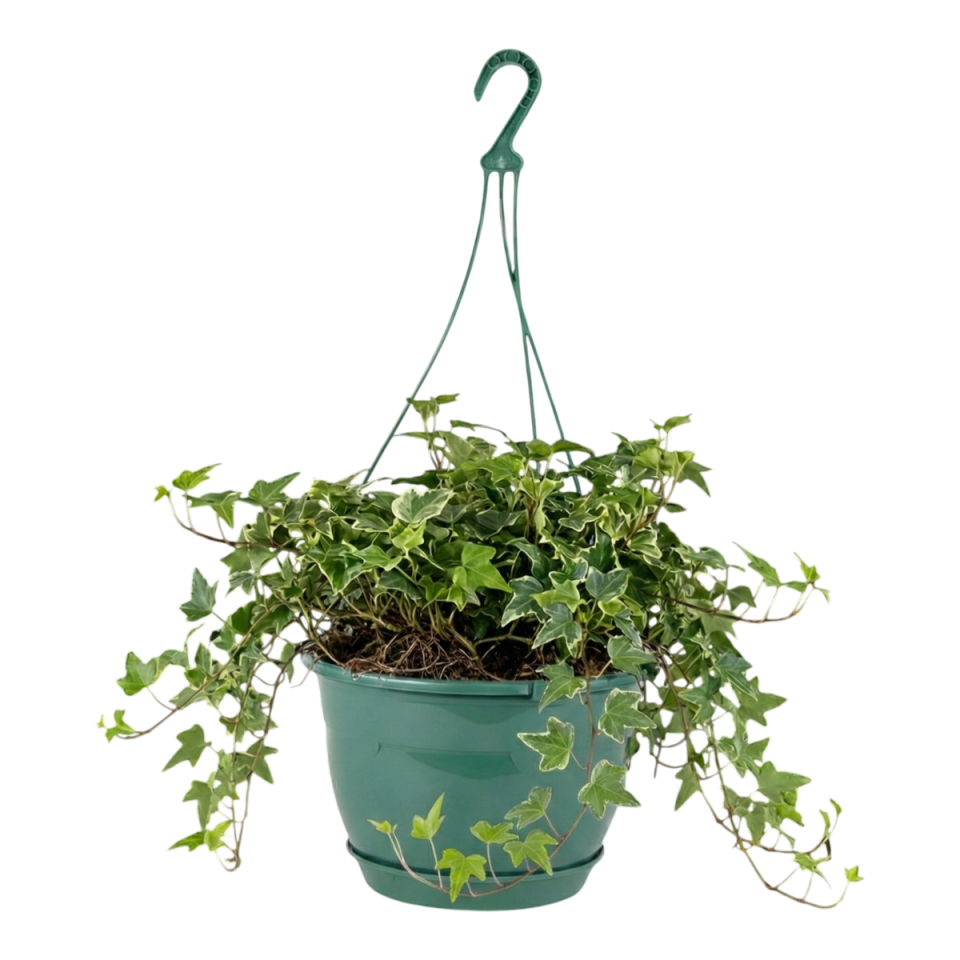 Safir Makrome Askılı Saksı 3 NO - Yeni Yeşil