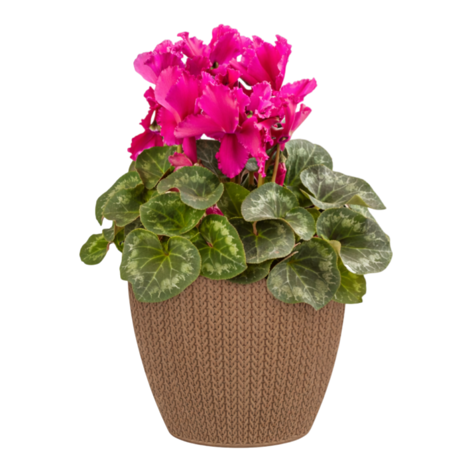 Sümela Saksı 1 NO - Mocha