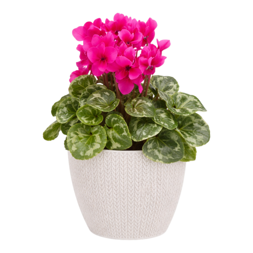 Sümela Saksı 4 NO - Kirli Beyaz