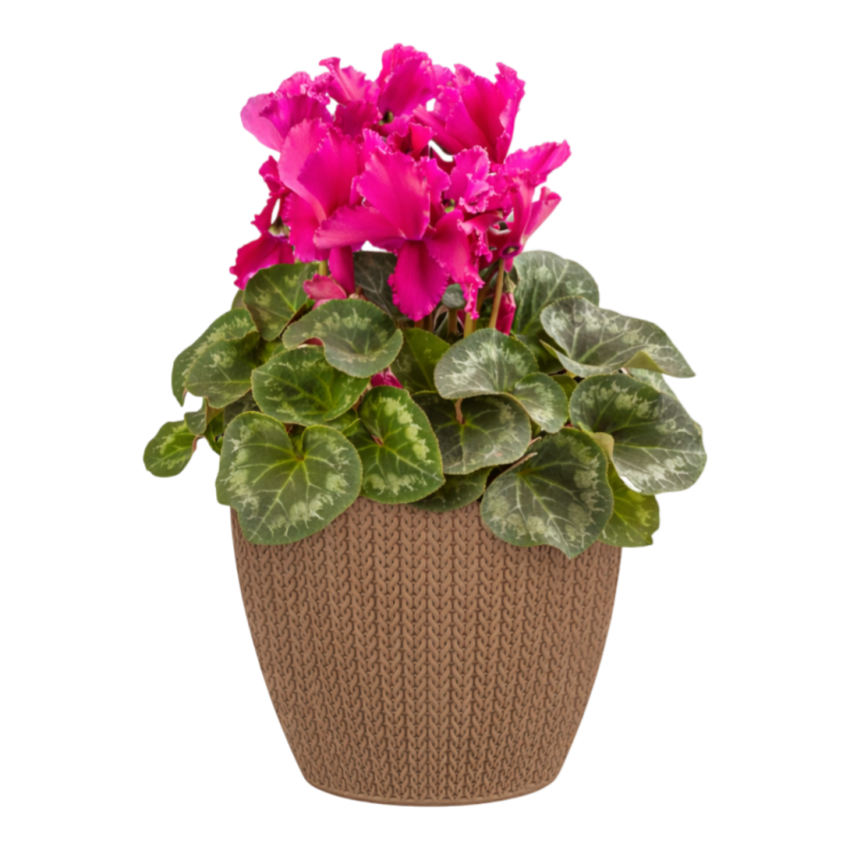 Sümela Saksı 4 NO - Mocha