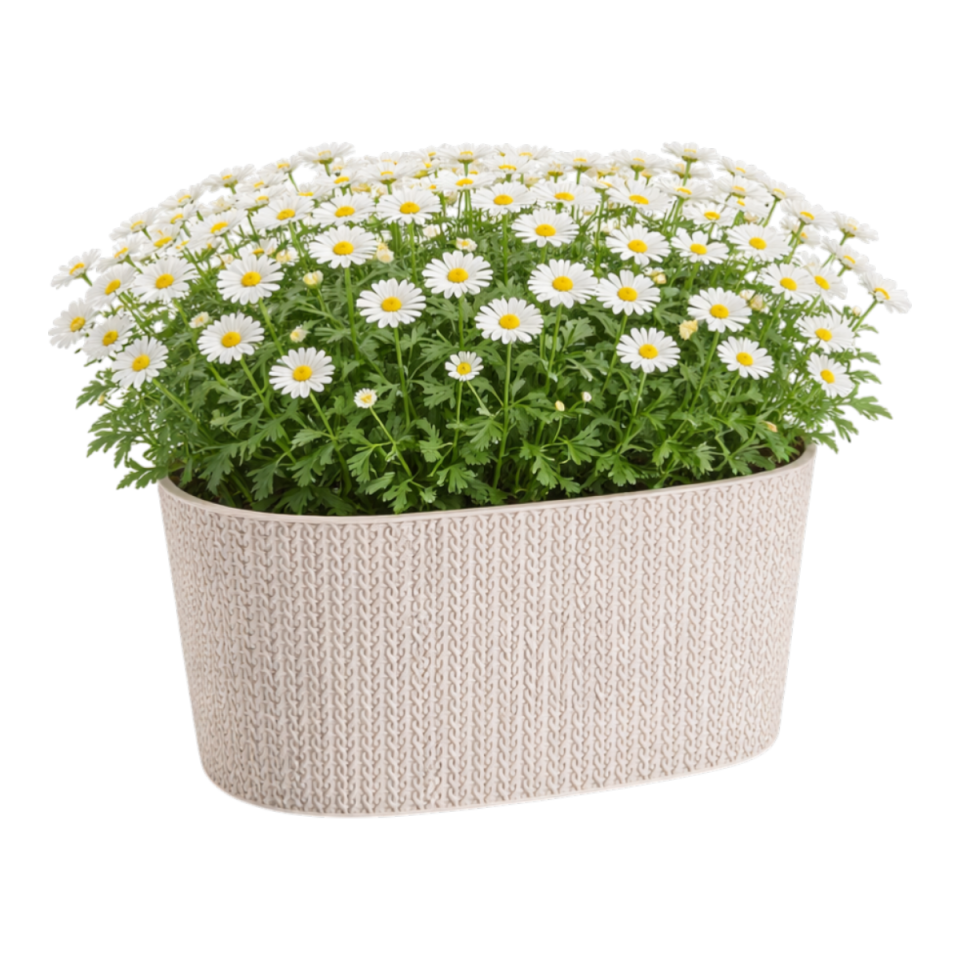 Sümela Balkon Saksı Kirli Beyaz