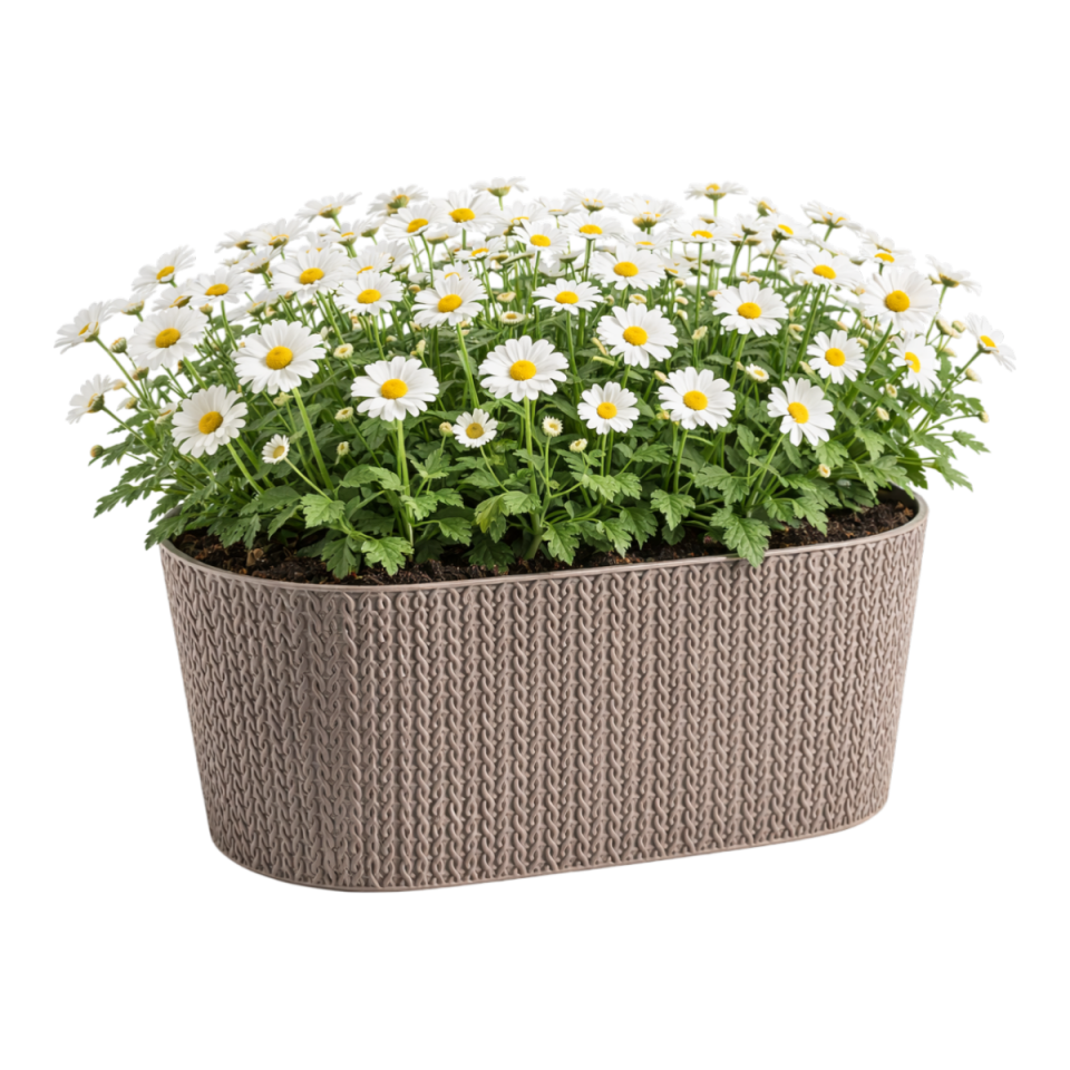 Sümela Balkon Saksı Mocha