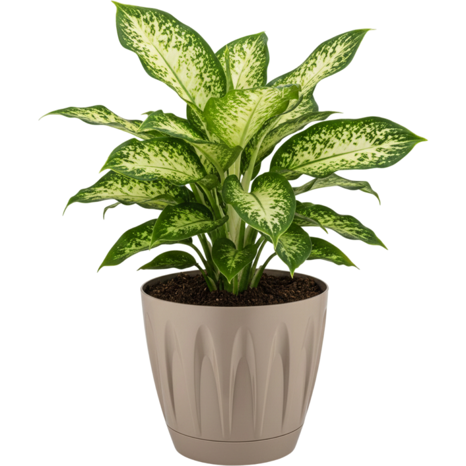 Serinova Papatya Saksı Mocha - 7 NO