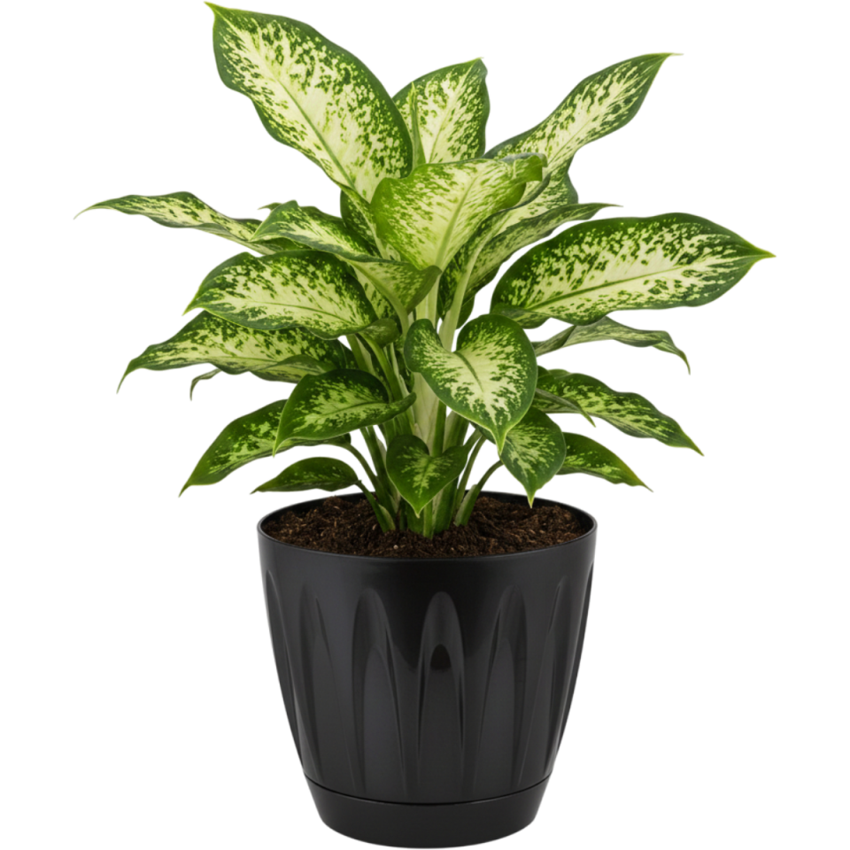 Serinova Papatya Saksı Antrasit - 7 NO