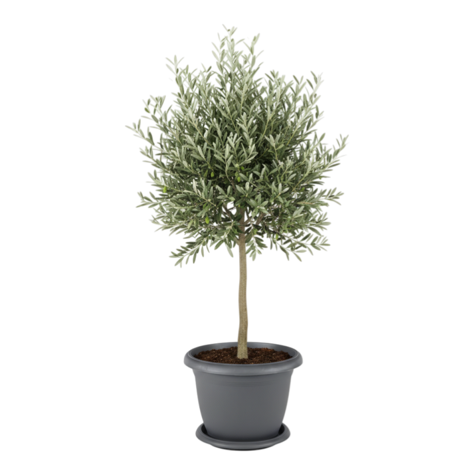 Villa Saksı 12 NO - Antrasit