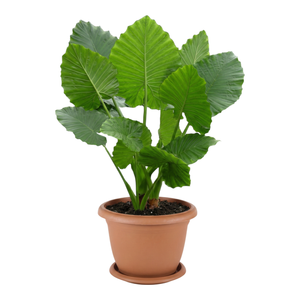 Villa Saksı 14 NO - Kiremit