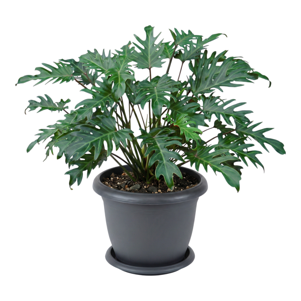 Villa Saksı 14 NO - Antrasit