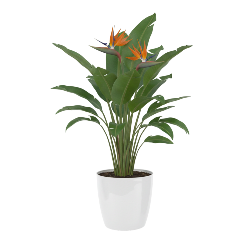 Yakut Saksı Drenajlı 5 NO - Kirli Beyaz