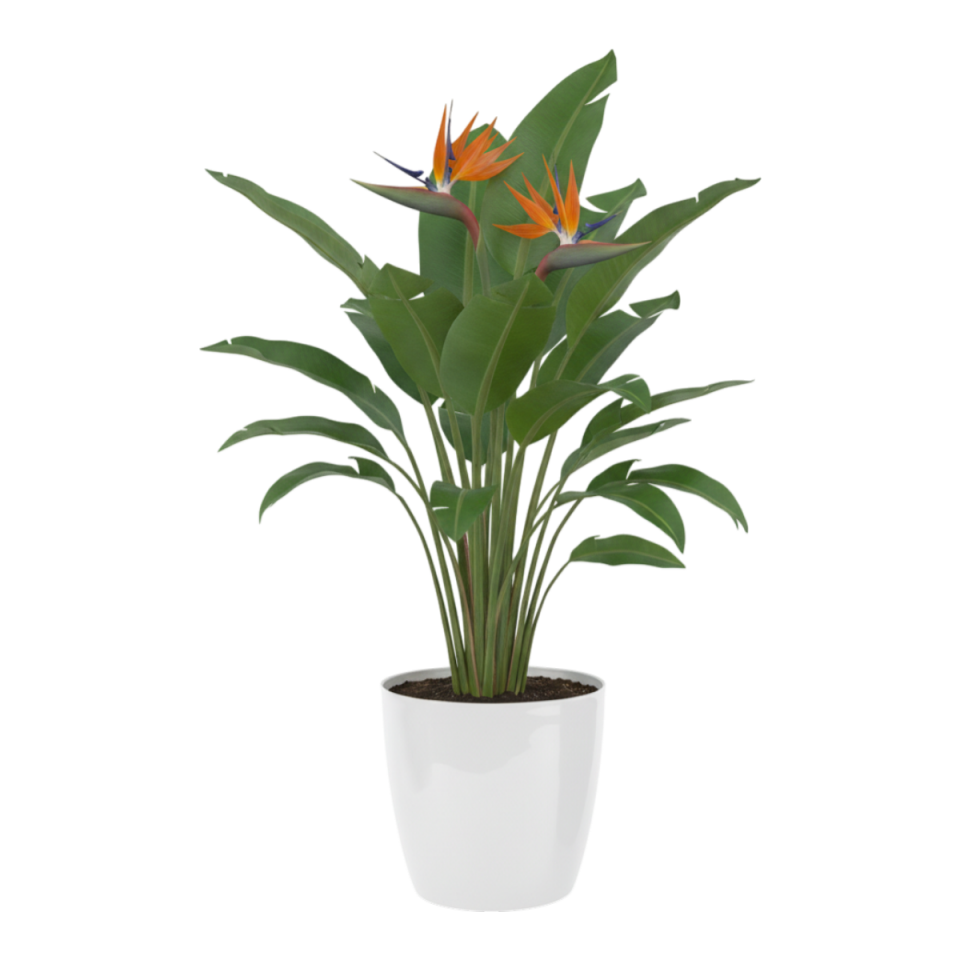 Yakut Saksı Drenajlı 6 NO - Kirli Beyaz