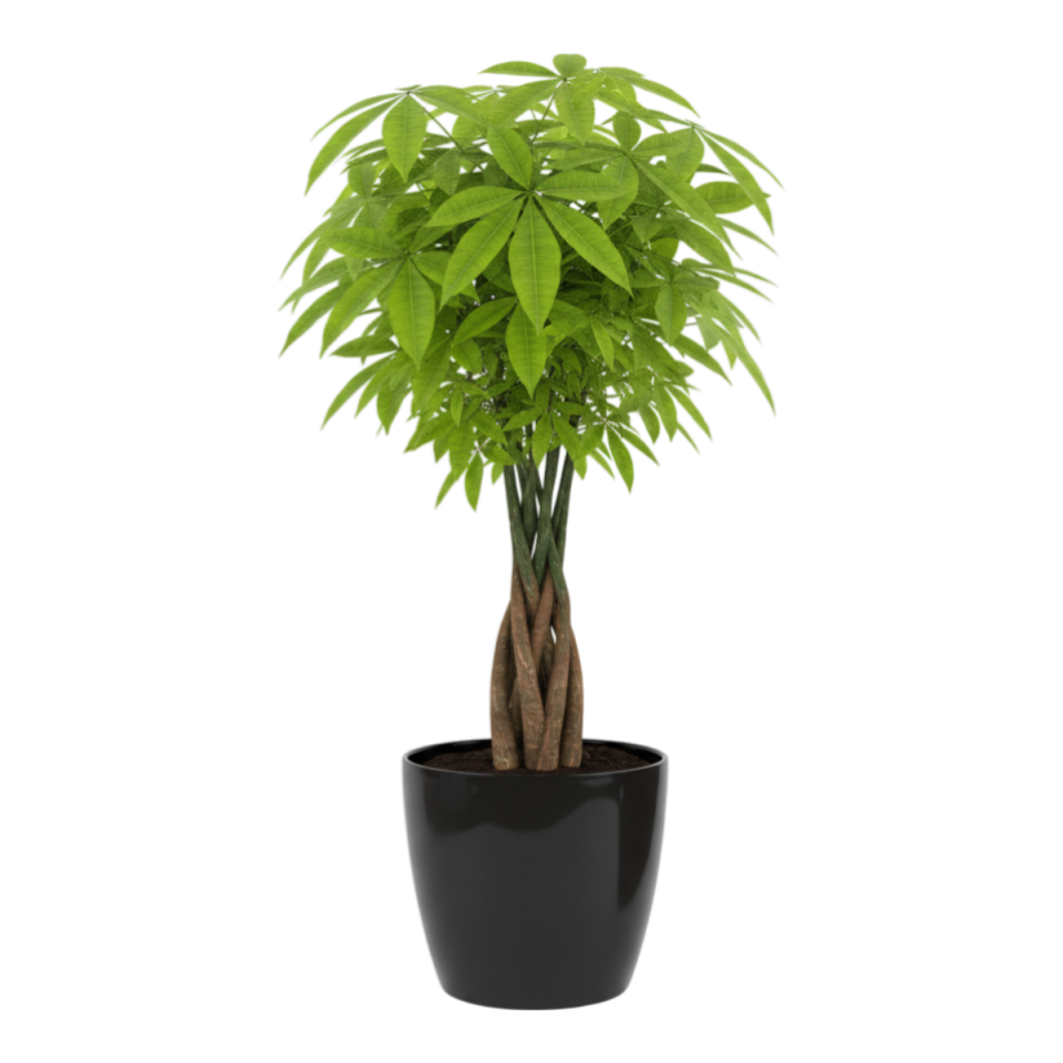 Yakut Saksı Drenajlı 7 NO - Siyah