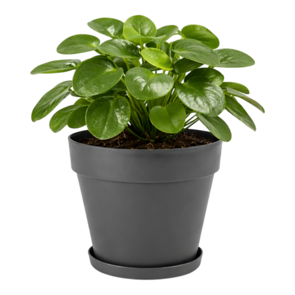 Yalı Saksı Tabaklı 3 NO - Antrasit