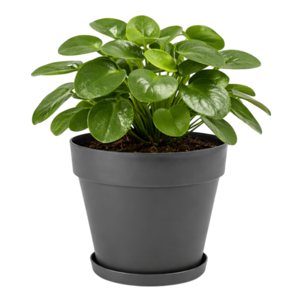 Yalı Saksı Tabaklı 4 NO - Antrasit