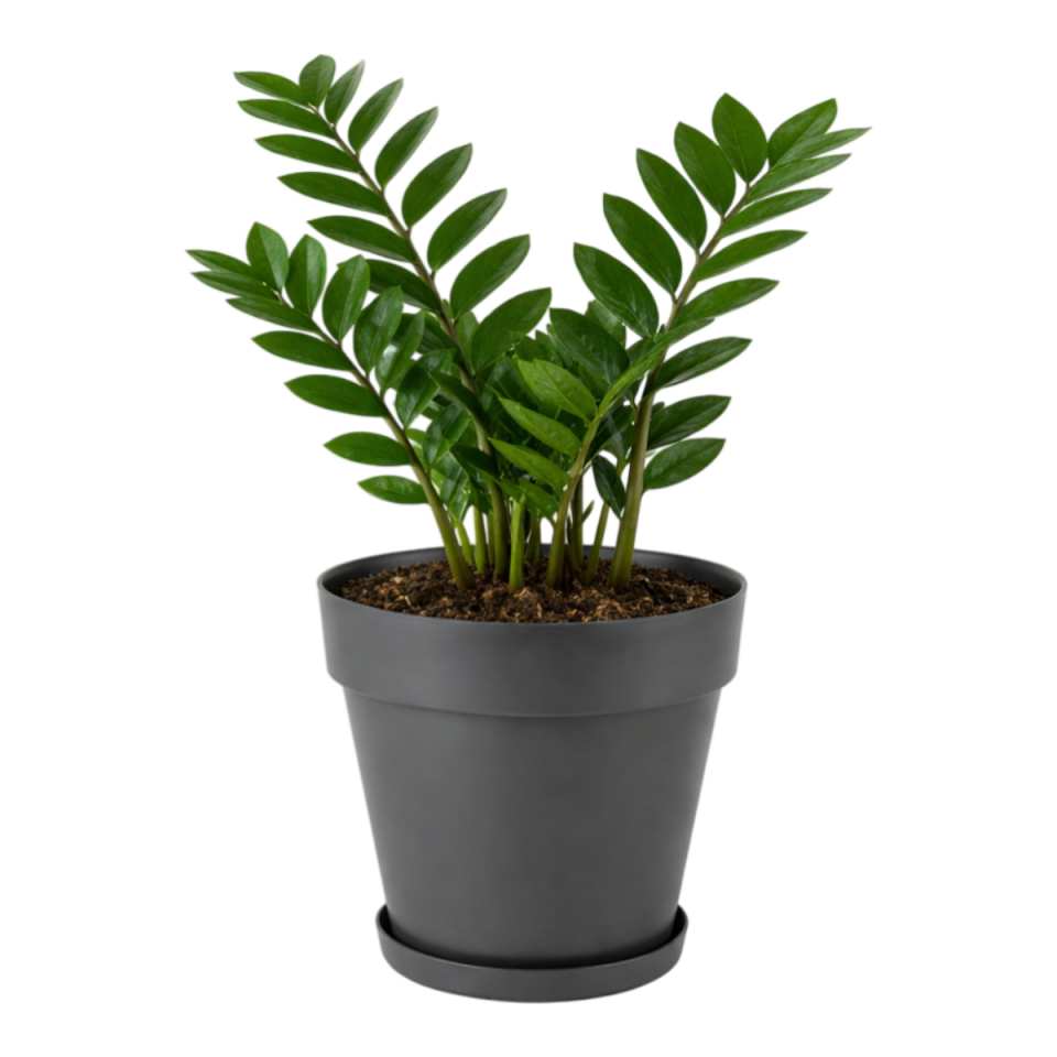 Yalı Saksı Tabaklı 5 NO - Antrasit