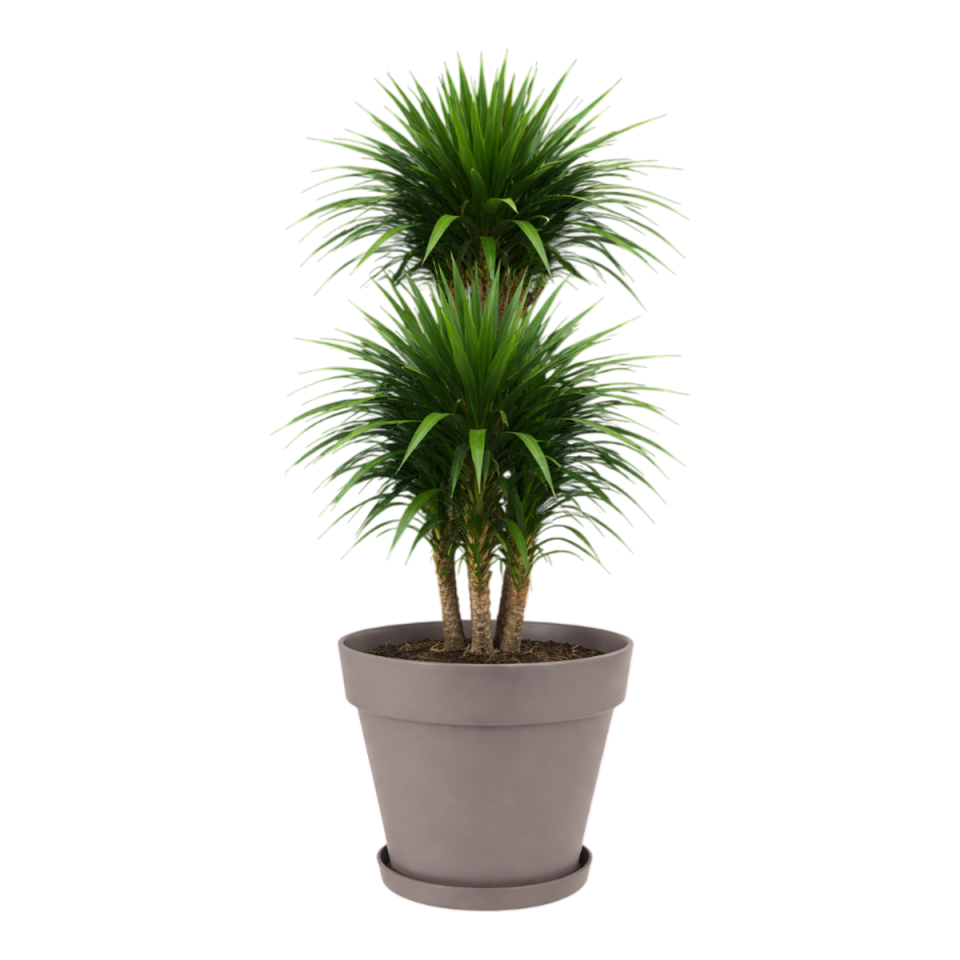 Yalı Saksı Tabaklı 8 NO - Mocha