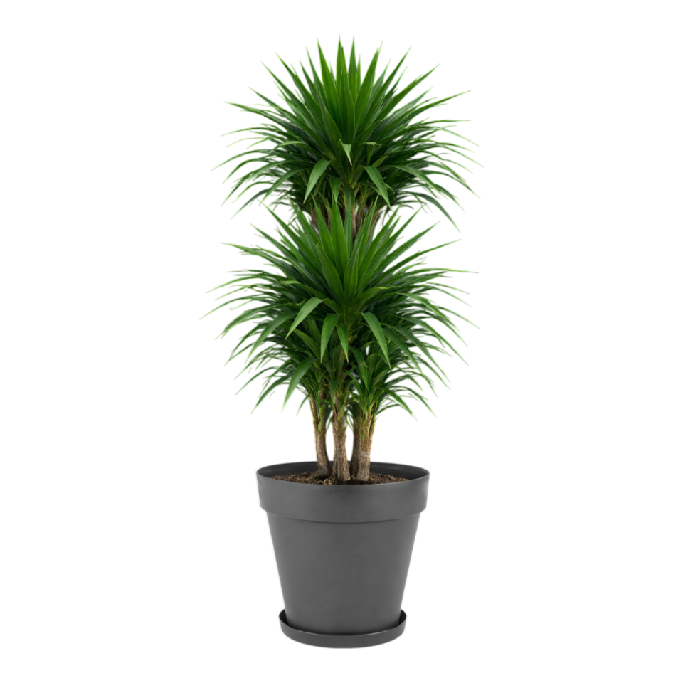 Yalı Saksı Tabaklı 8 NO - Antrasit