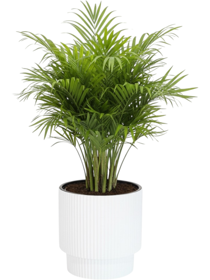 Vega Saksı 3 NO - Beyaz