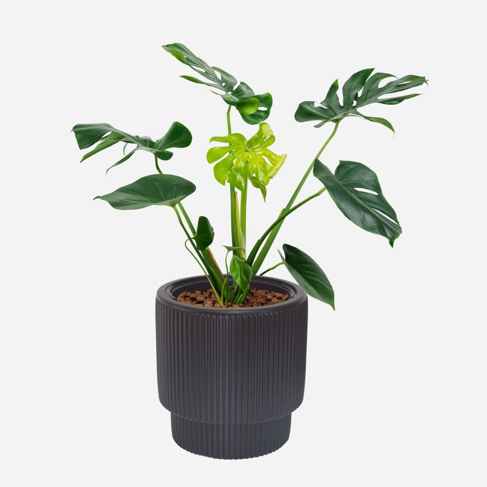 Vega Saksı 3 NO - siyah