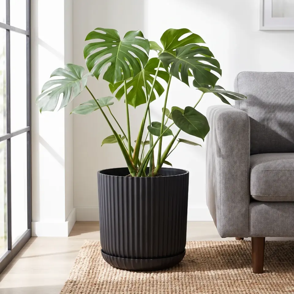 Lotus Tabaklı S.Siyah 3 NO salon koltuk yanı monstera