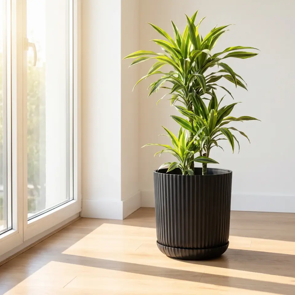 Lotus Tabaklı S.Siyah 3 NO pencere köşesi dracaena