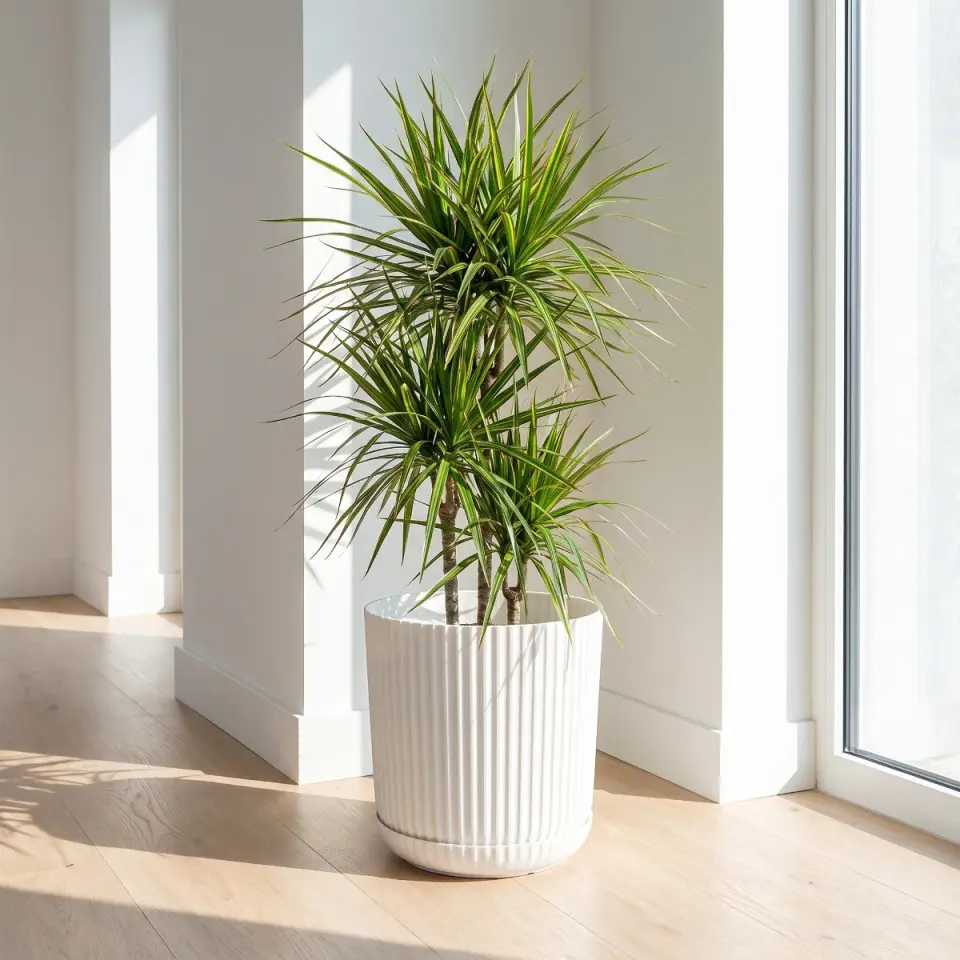 Lotus Tabaklı Süt Beyaz 3 NO pencere köşesi dracaena