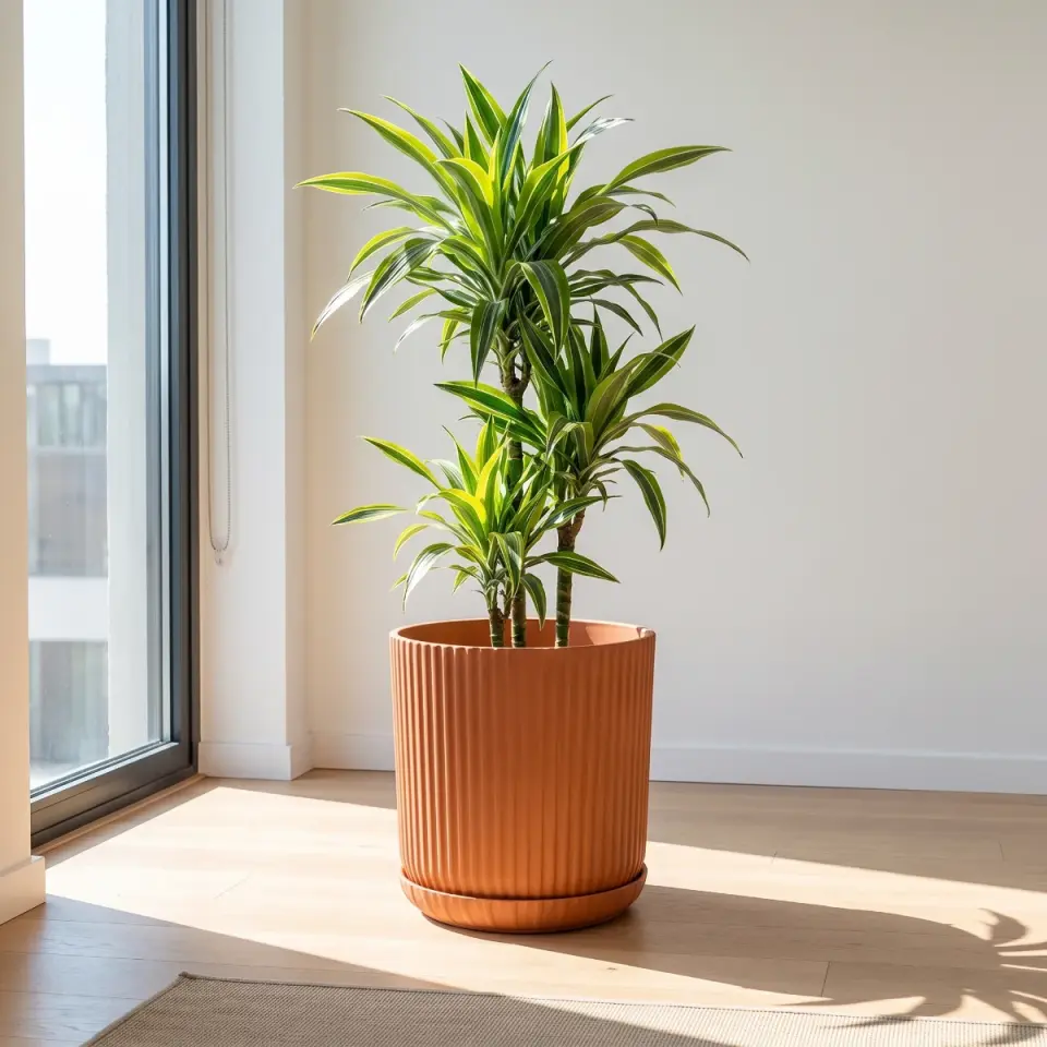 Lotus Tabaklı Kayısı Turuncu 3 NO pencere köşesi dracaena