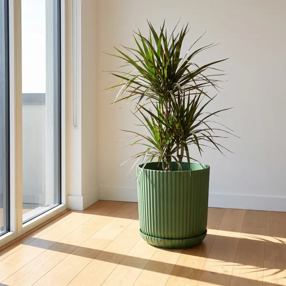 Lotus Tabaklı Zeytin Yeşili 3 NO pencere köşesi dracaena