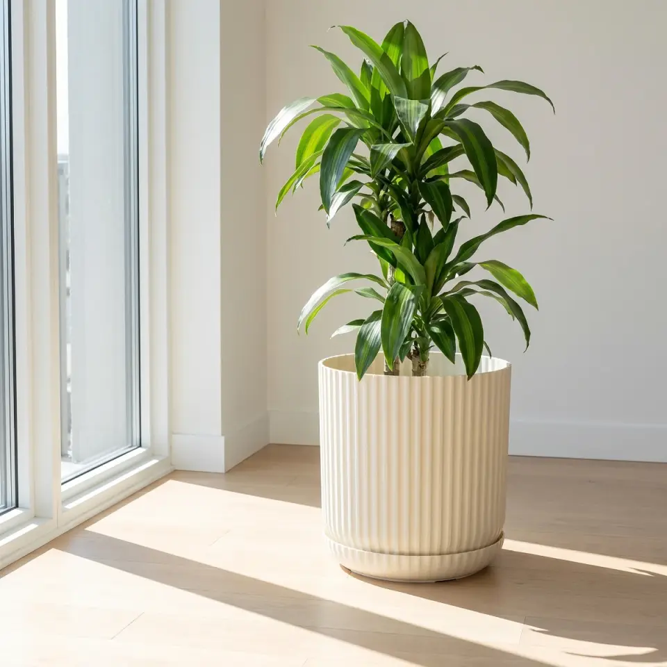 Lotus Tabaklı Kum Beji 3 NO pencere köşesi dracaena