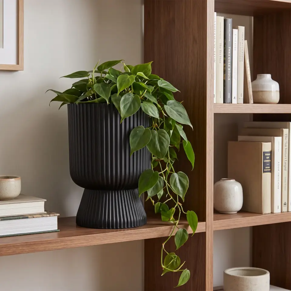 Lotus Vazo S.Siyah 2 NO ahşap raf sarkan filodendron